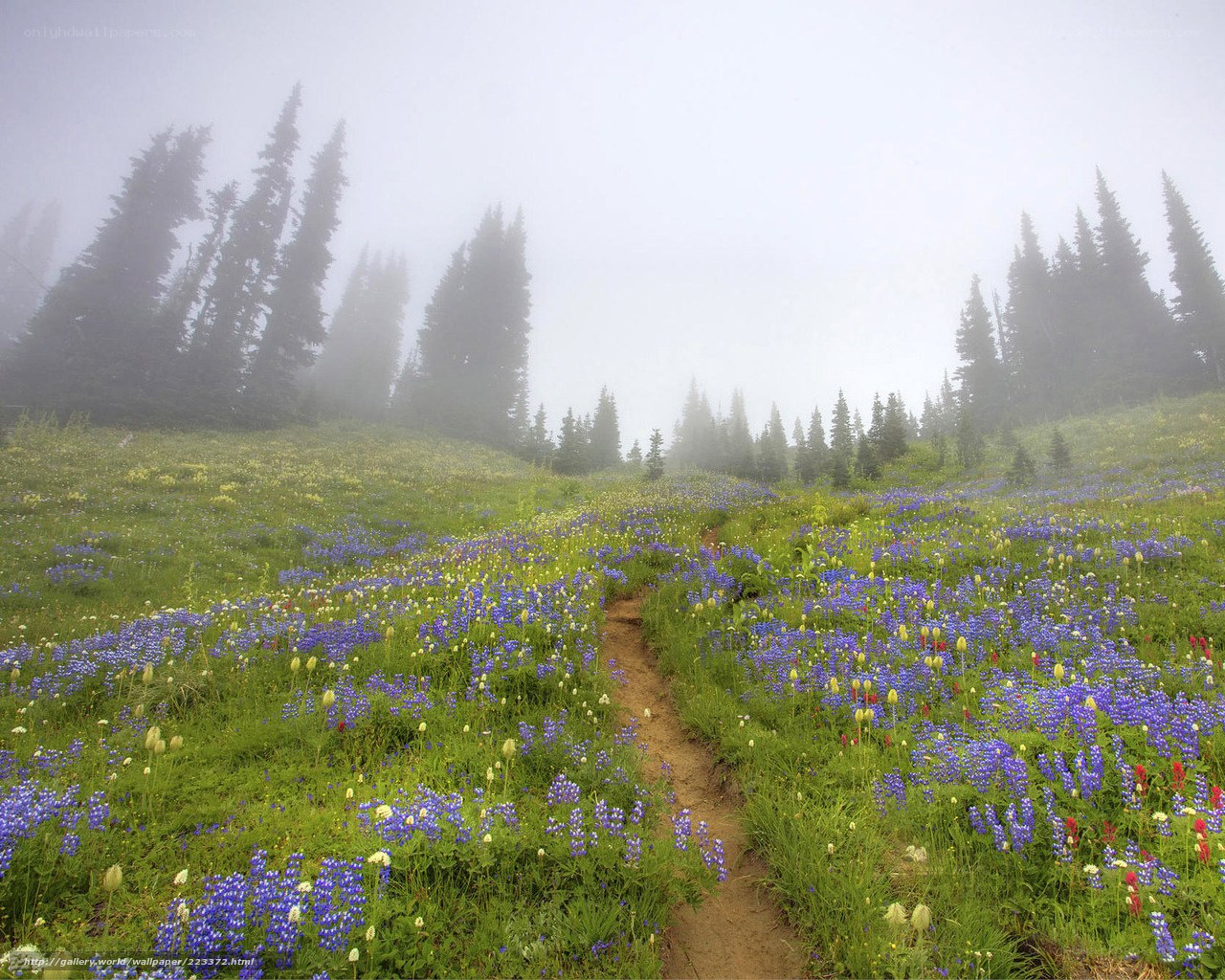 Misty meadow with wildflowers