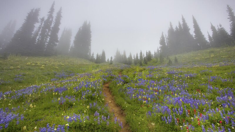 Misty meadow with wildflowers