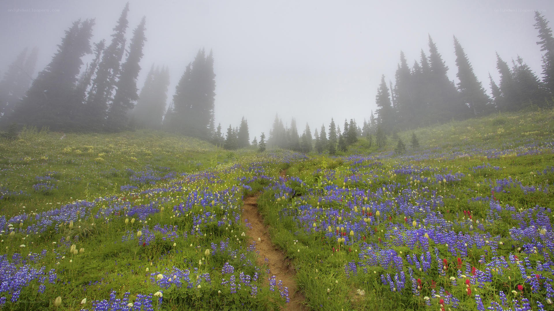 Misty meadow with wildflowers