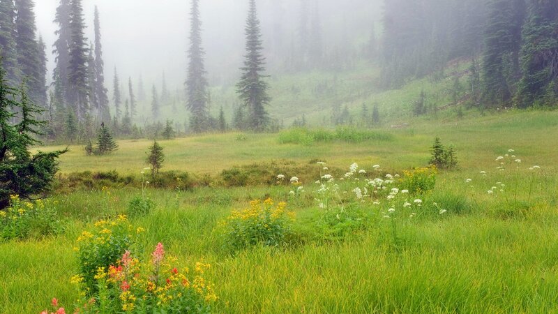 Misty meadow with wildflowers