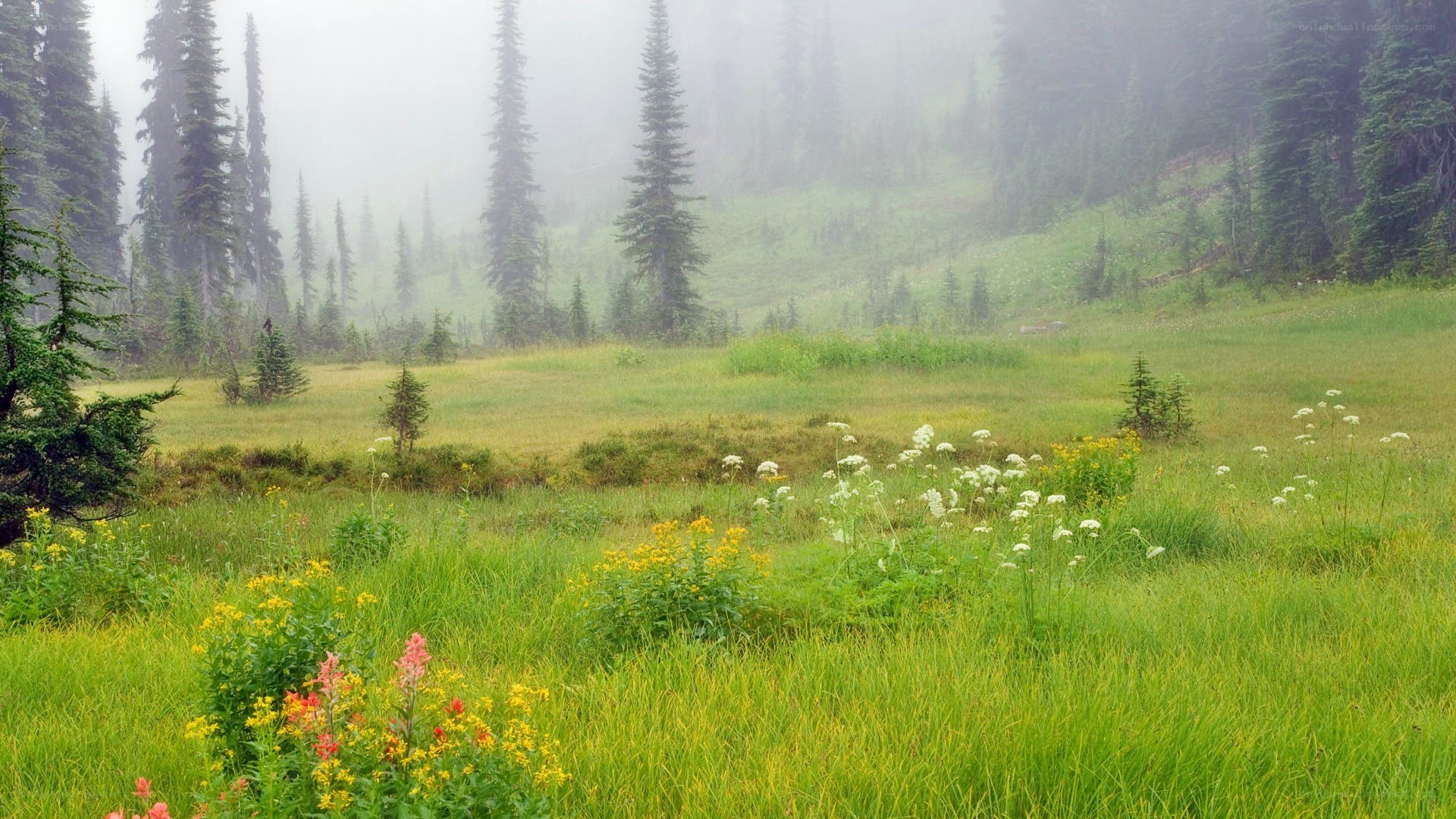Misty meadow with wildflowers