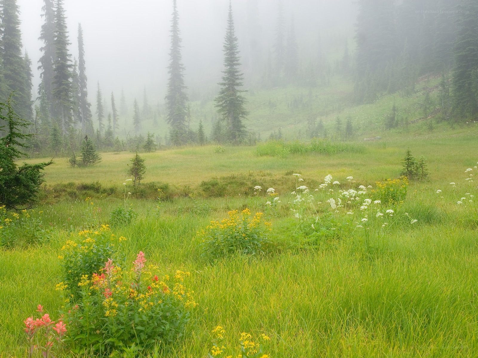 Misty meadow with wildflowers