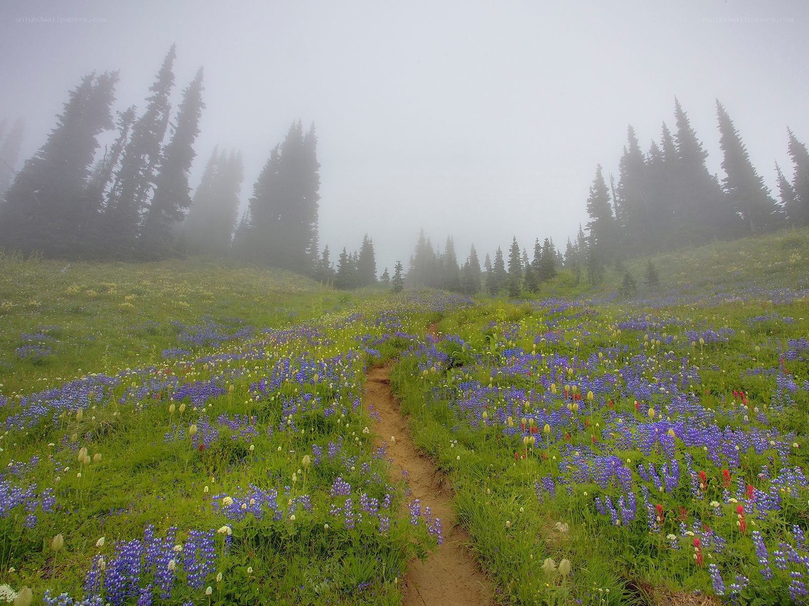 Misty meadow with wildflowers