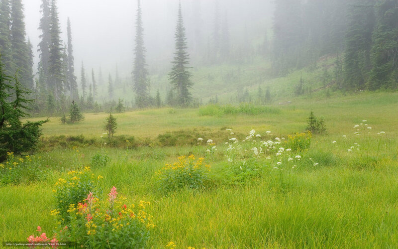 Misty meadow with wildflowers