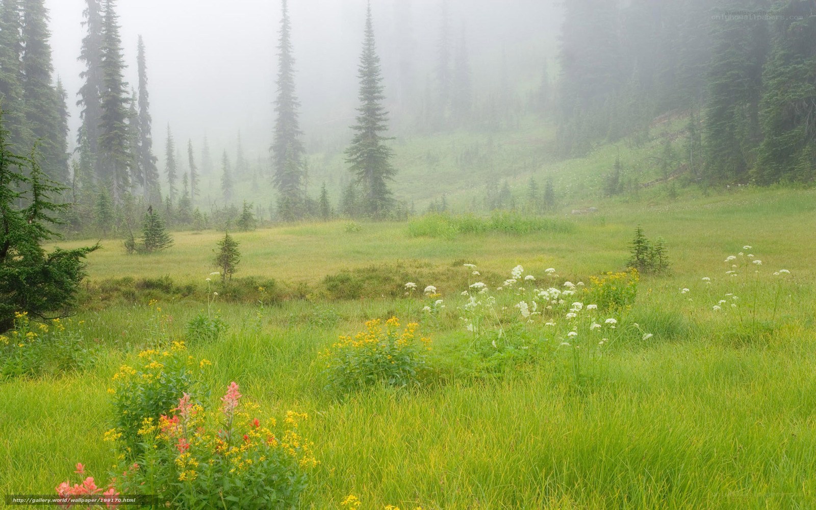 Misty meadow with wildflowers
