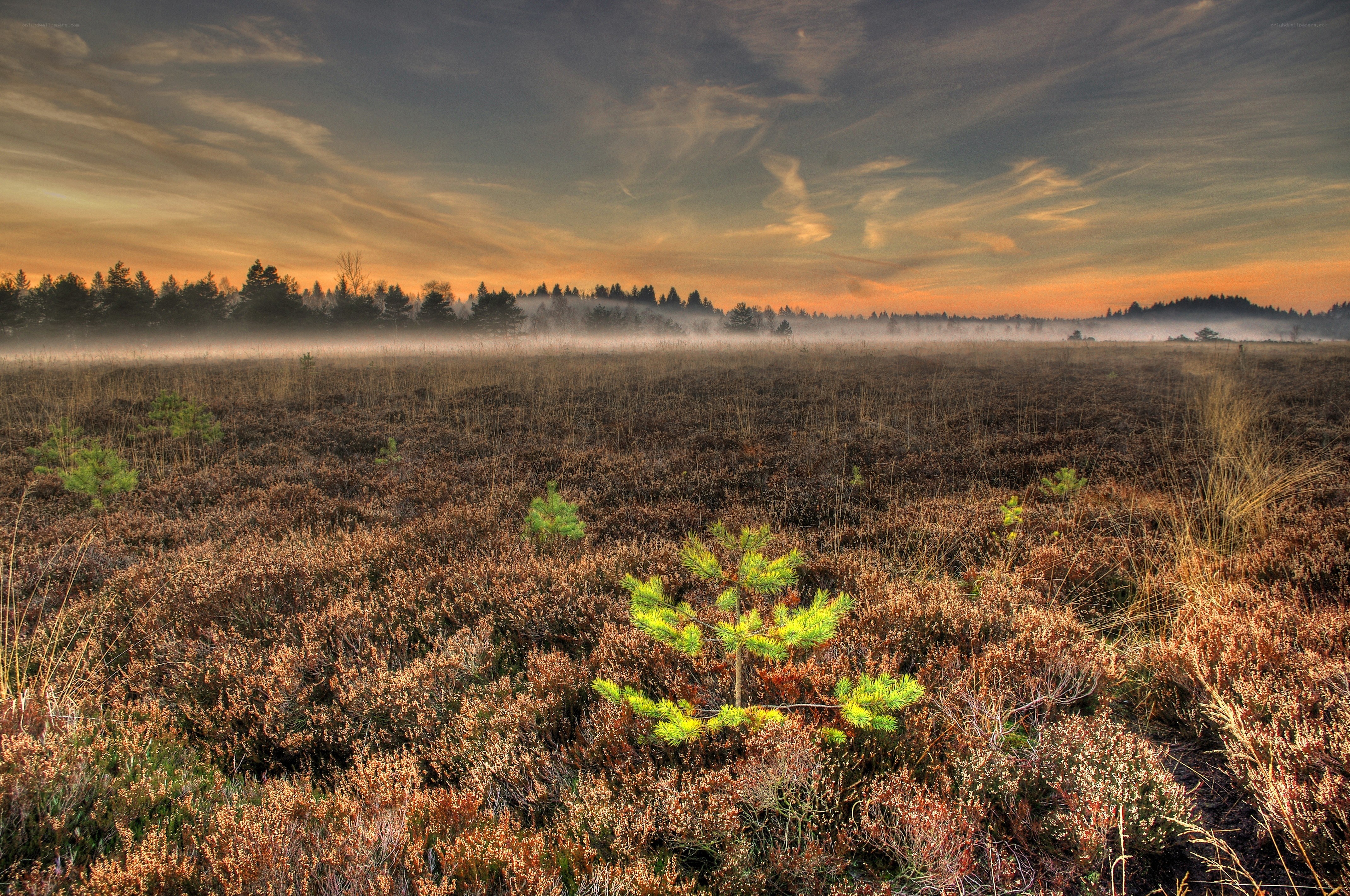 Misty moor at sunrise