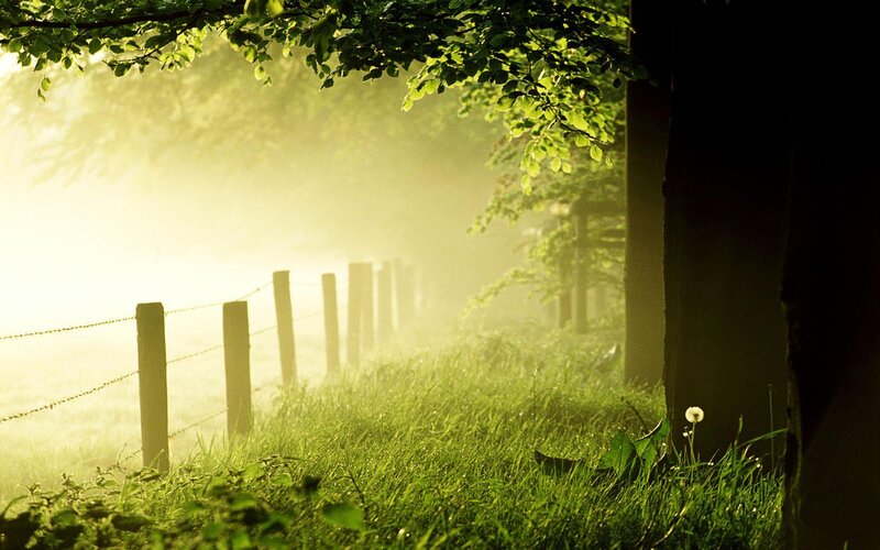 Misty morning by the fence