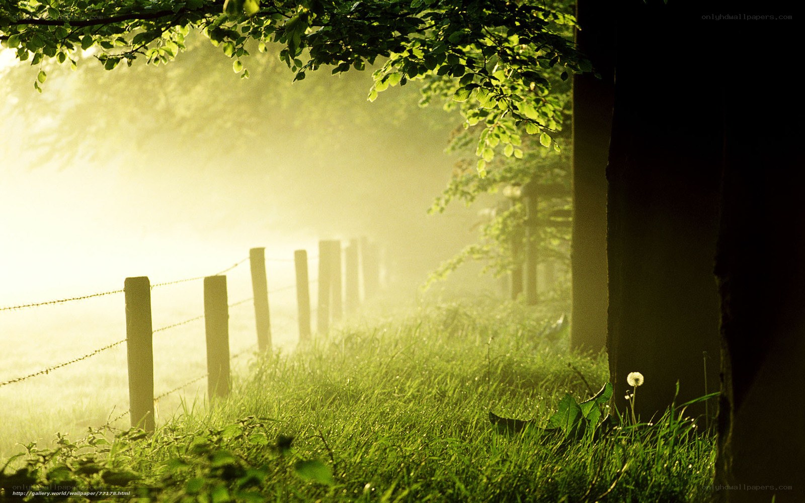 Misty morning by the fence
