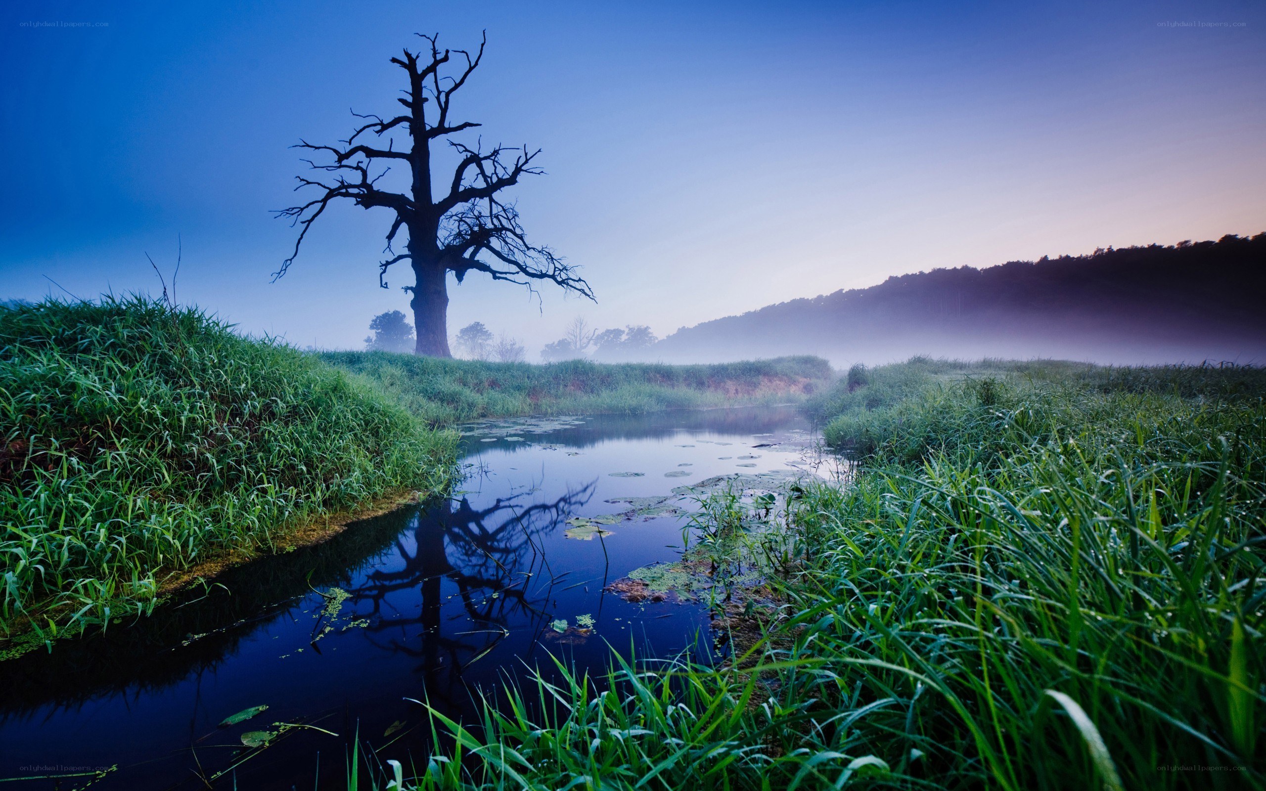 Misty morning by the river