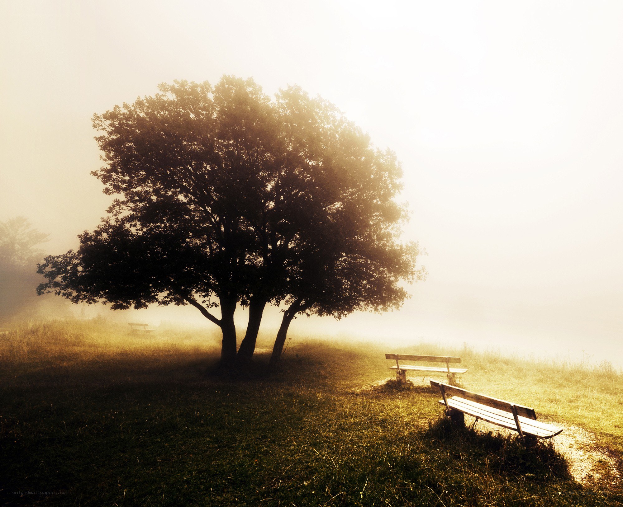 Misty morning by the tree