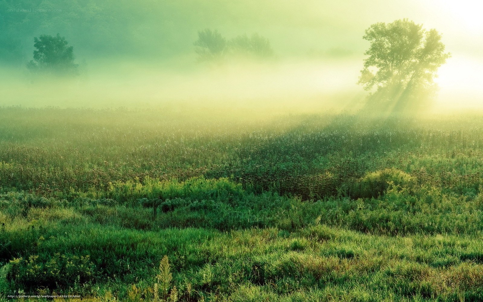 Misty morning field