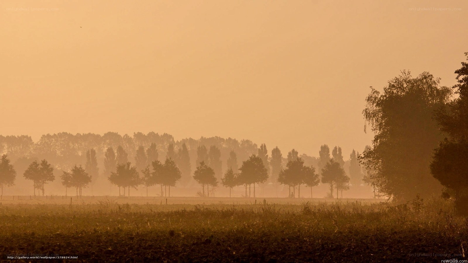 Misty morning field with trees
