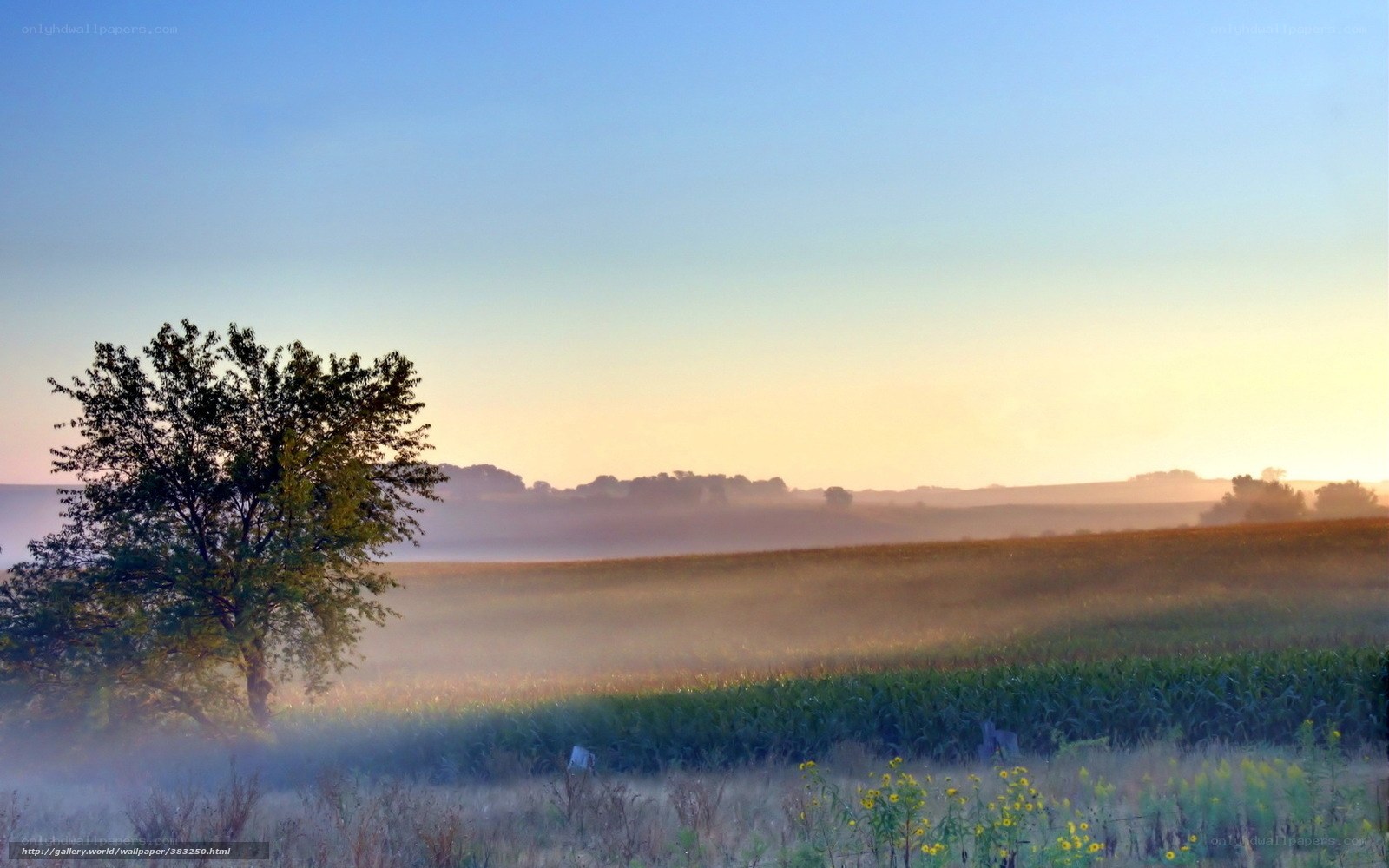 Misty Morning Field