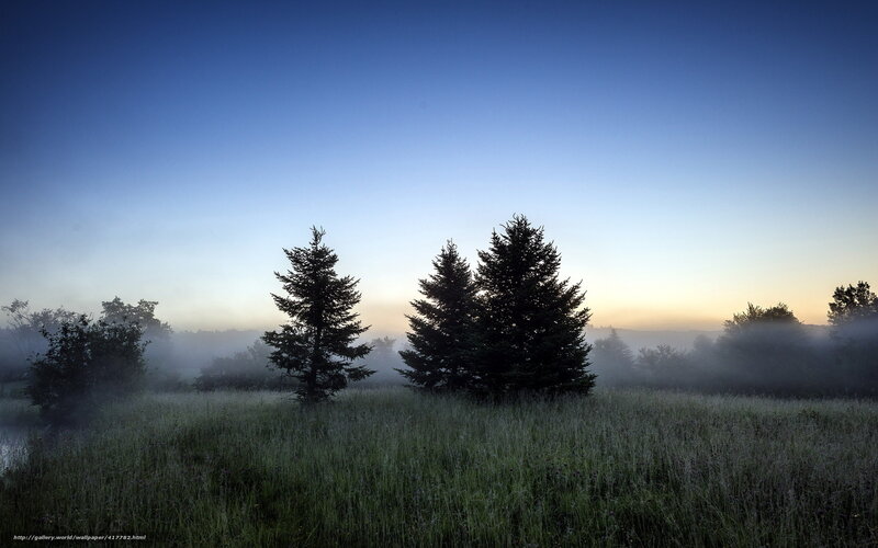 Misty morning forest scene