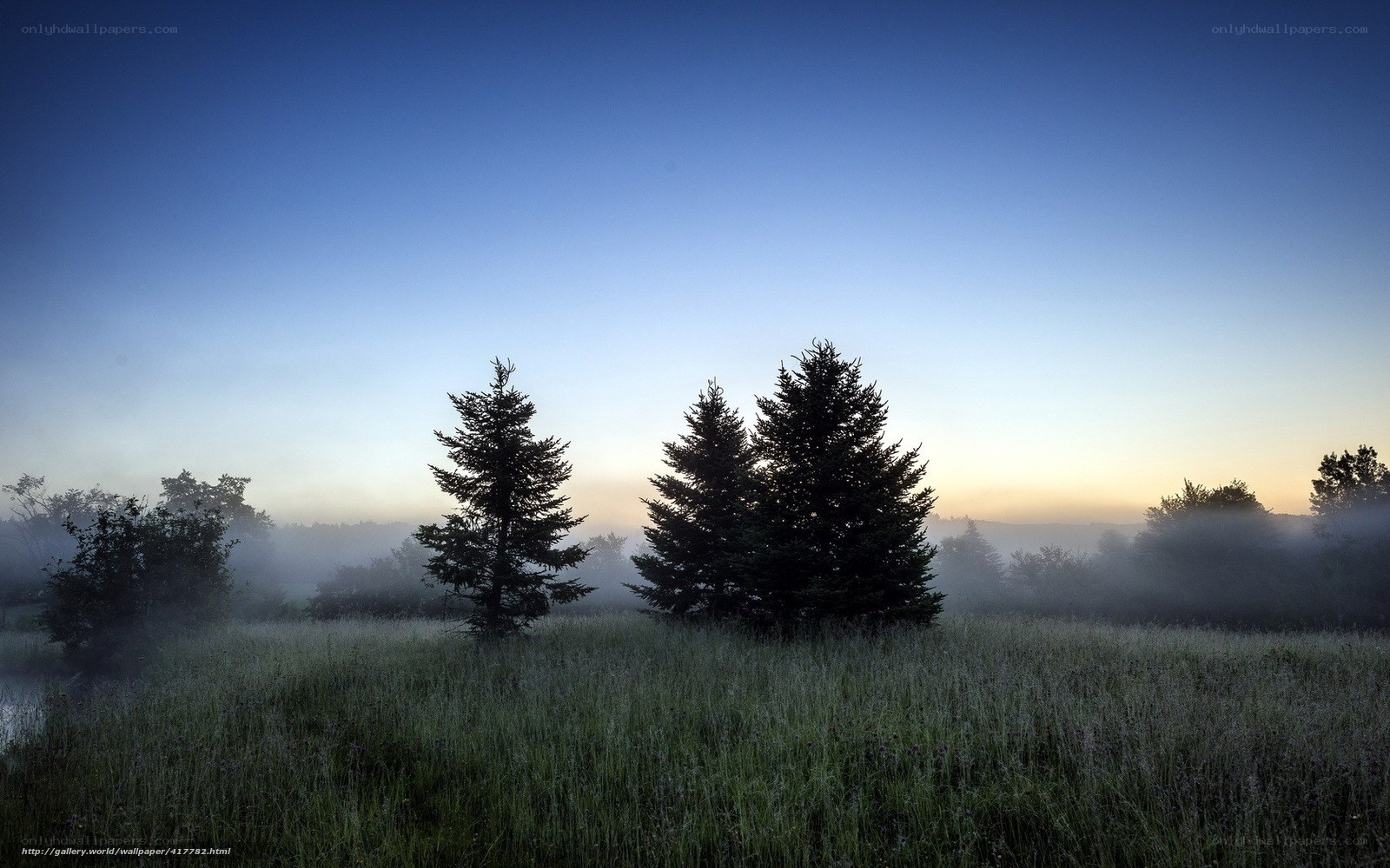 Misty morning forest scene