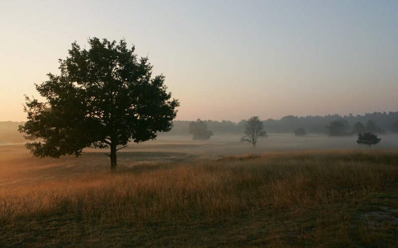 Misty morning in a field