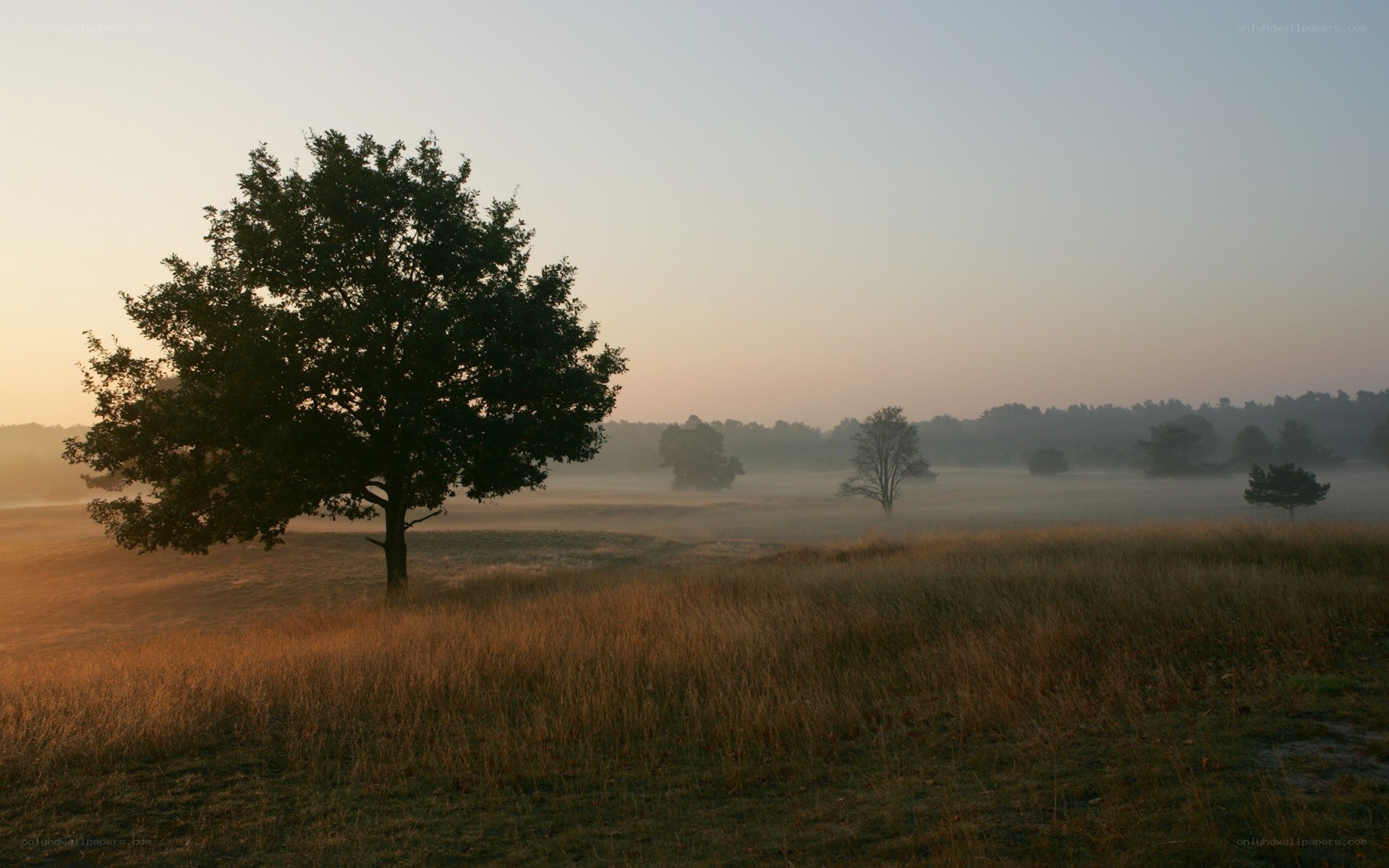 Misty morning in a field