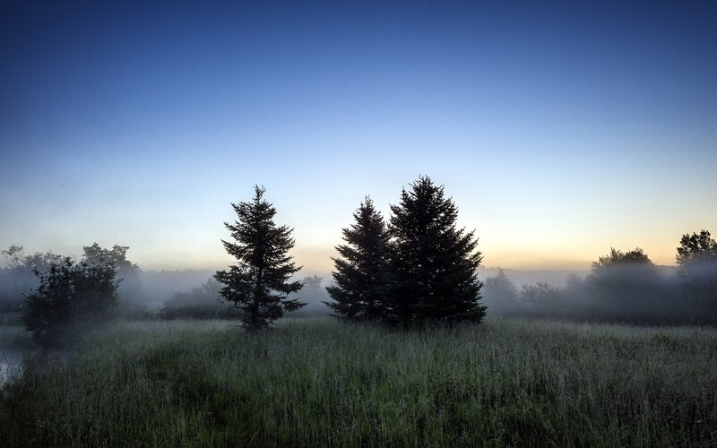 Misty morning in a forest clearing