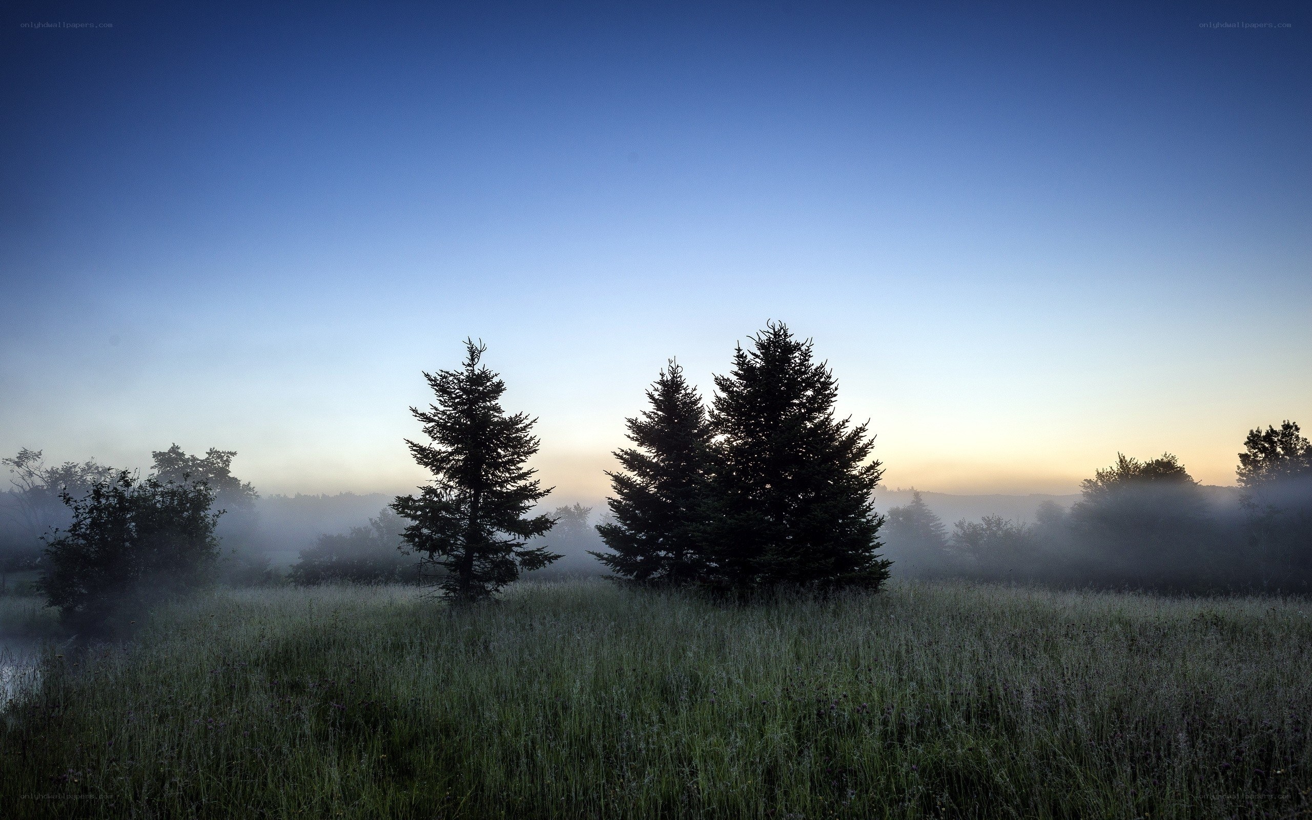 Misty morning in a forest clearing