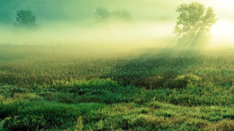 Misty morning in a green field
