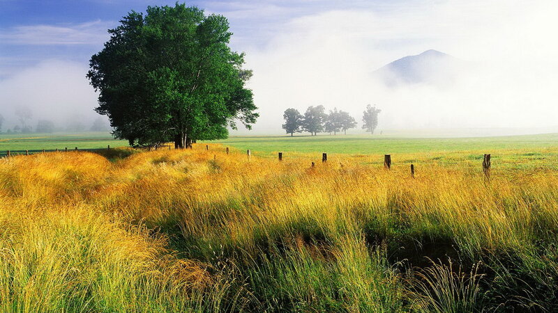 Misty morning in a green field