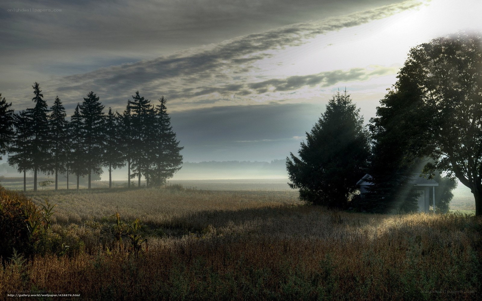 Misty Morning in the Countryside