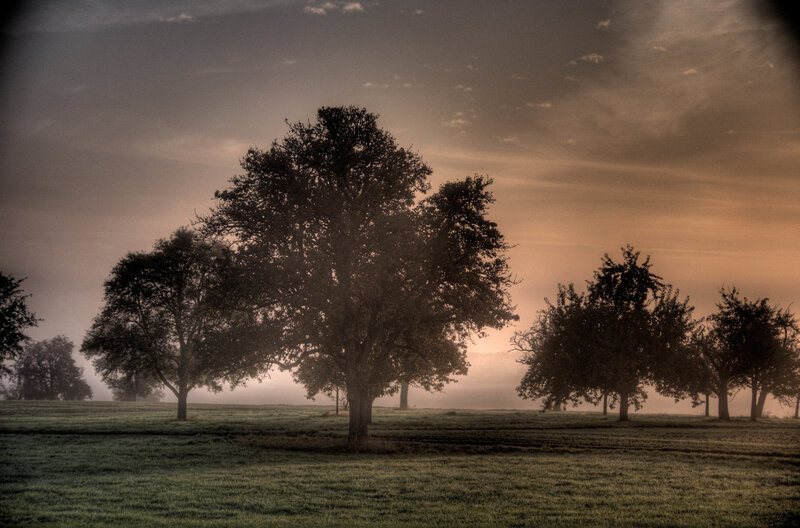 Misty morning in the orchard