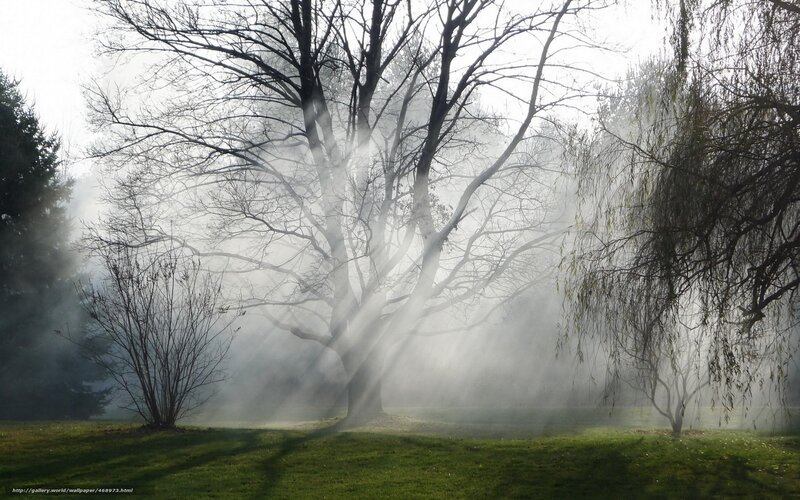 Misty morning in the park