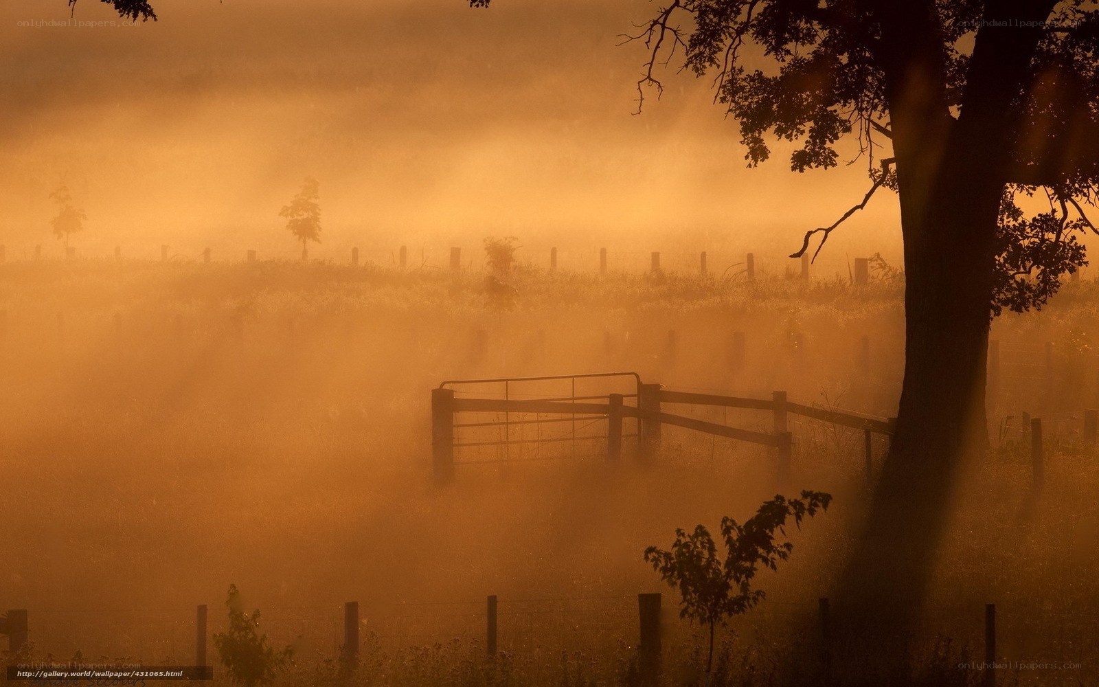Misty Morning on a Farm