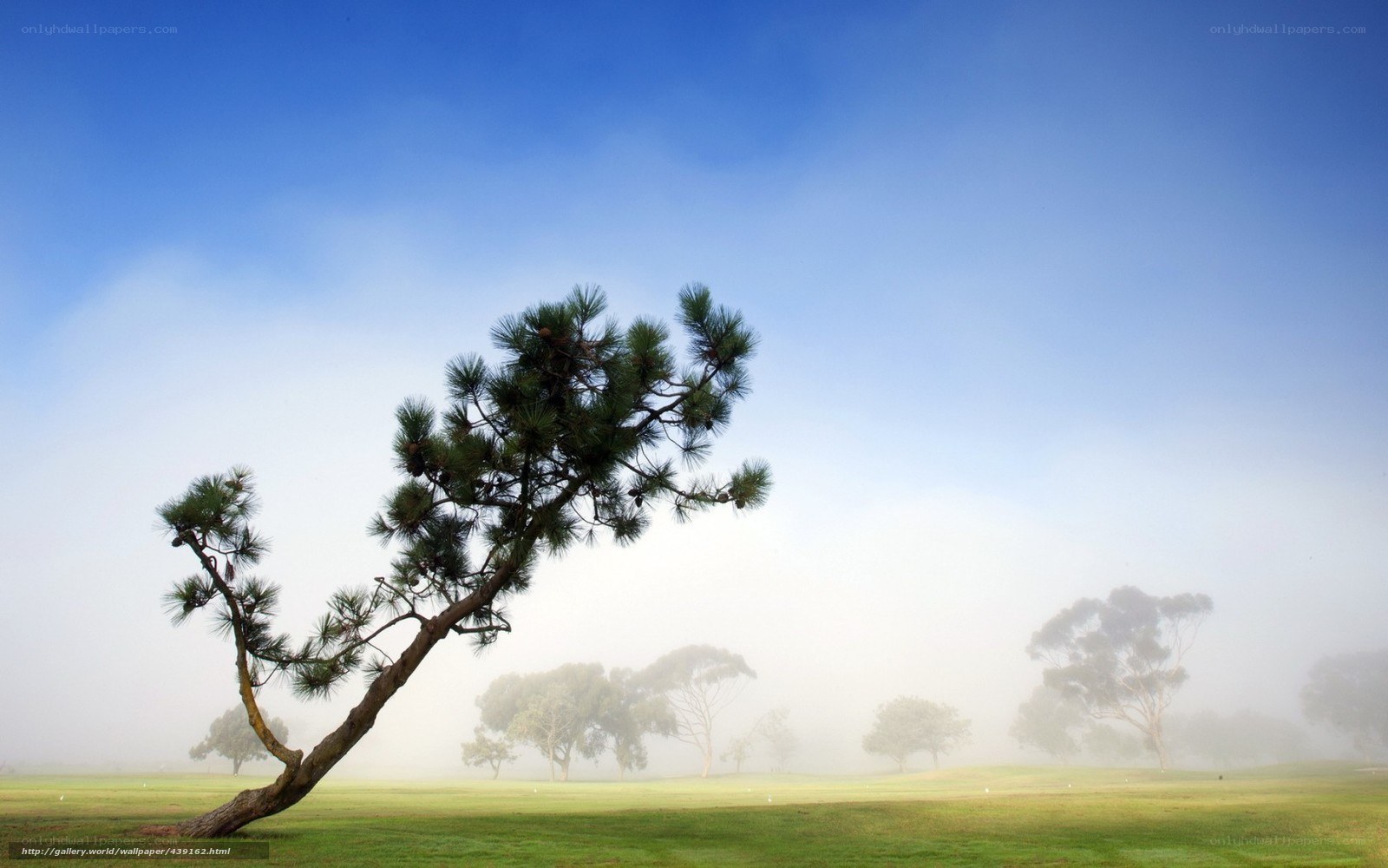 Misty morning on a golf course