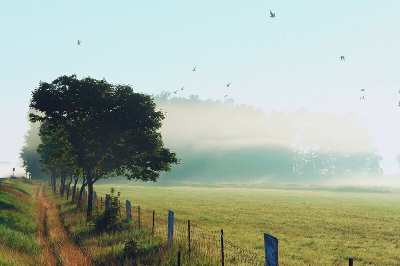 Misty morning over a green field