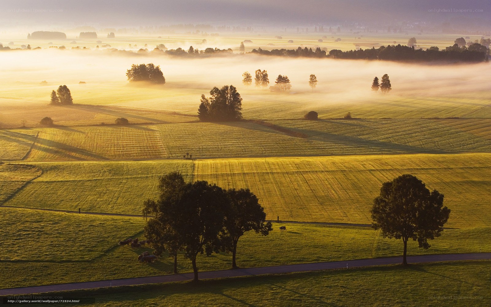 Misty morning over farmland