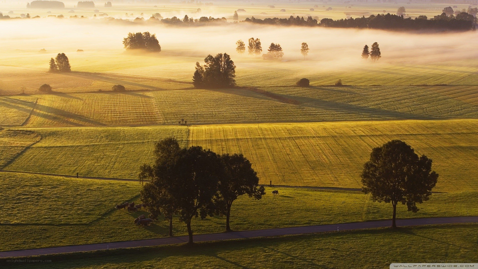 Misty morning over green fields