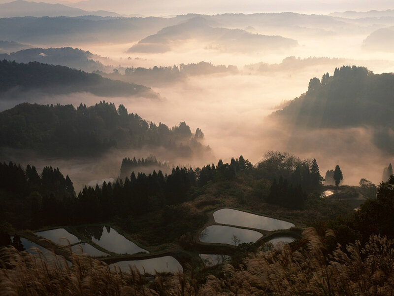 Misty morning over rice paddies