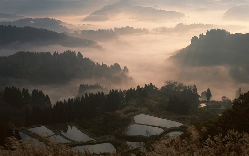 Misty morning over rice paddies