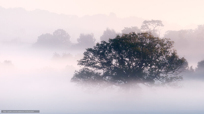 Misty morning tree landscape