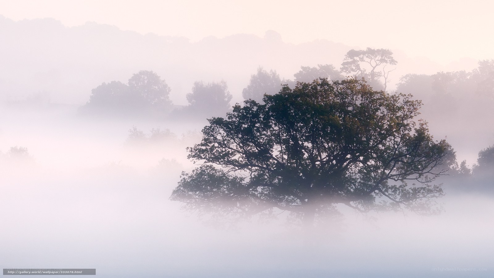 Misty morning tree landscape