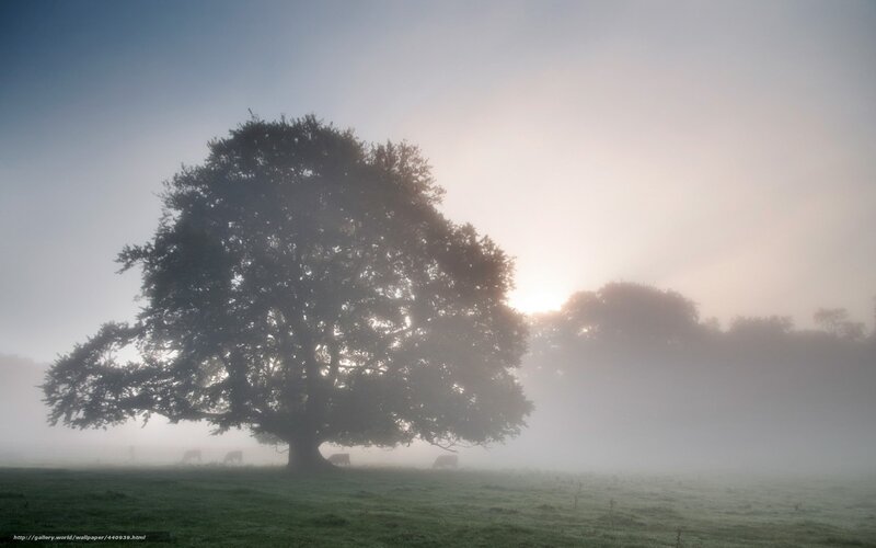Misty morning with a large tree