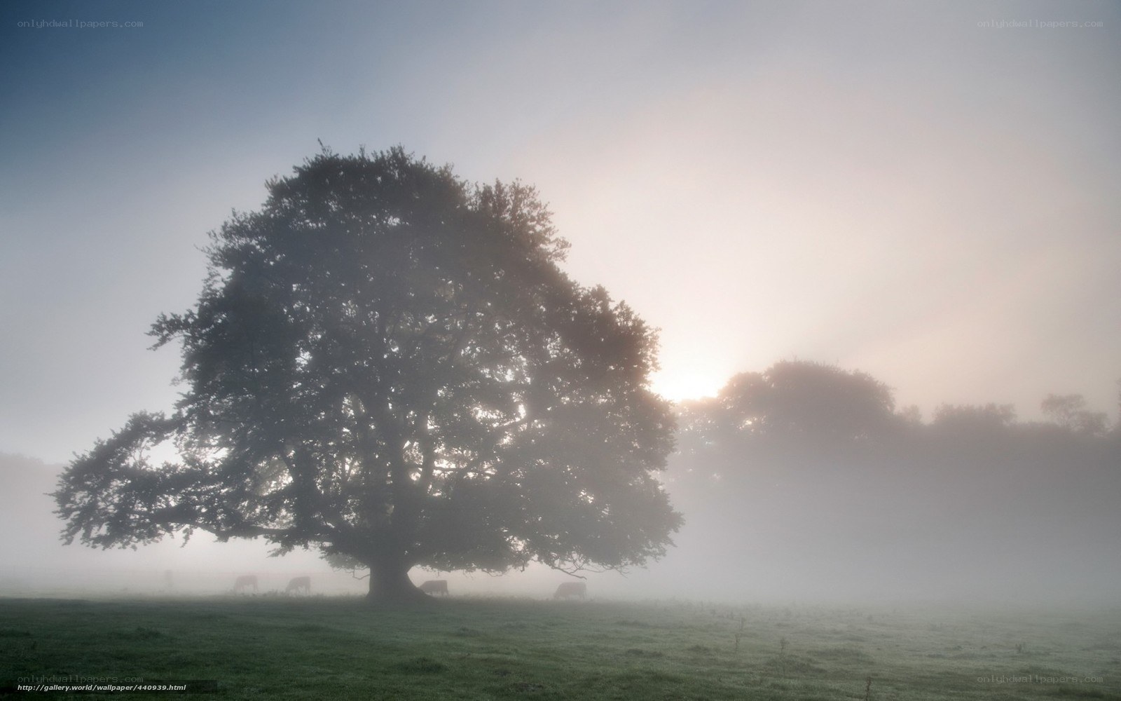 Misty morning with a large tree