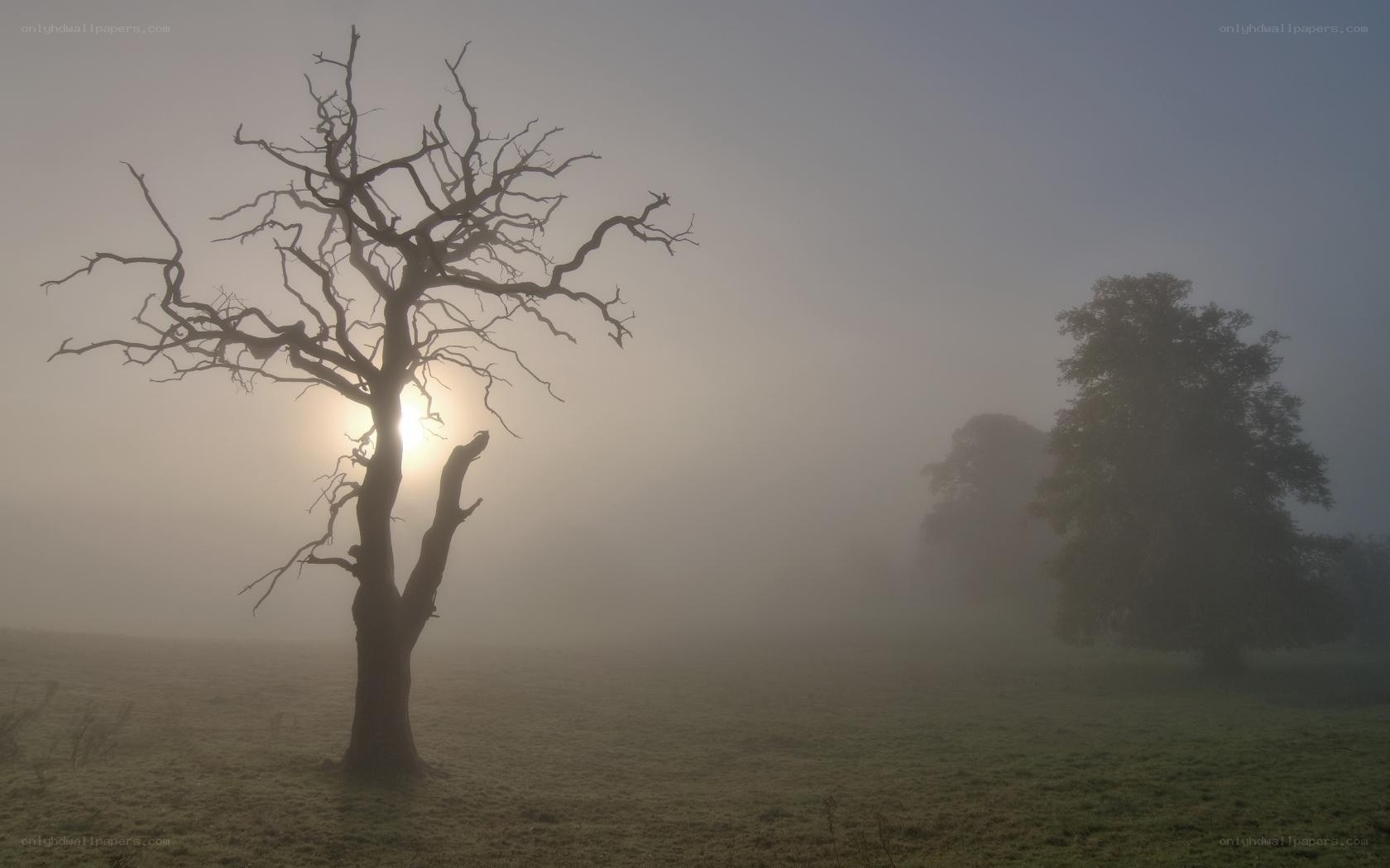 Misty morning with bare tree