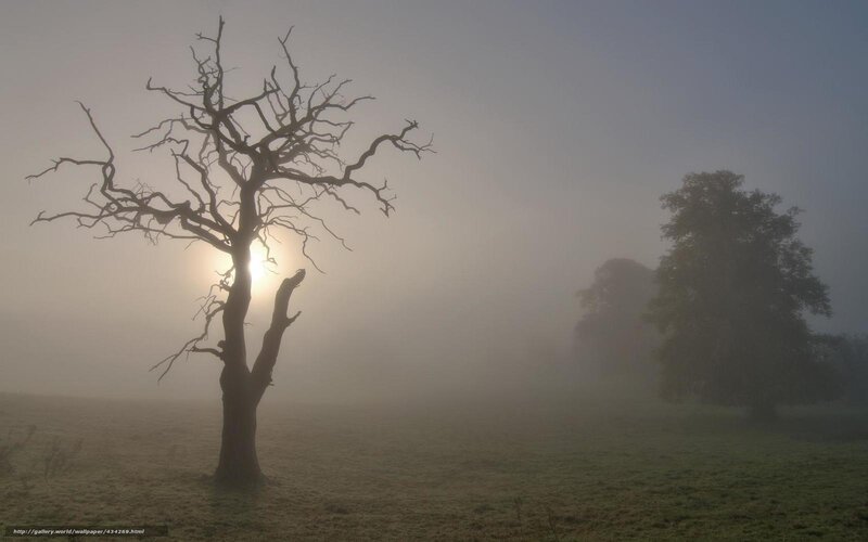 Misty morning with bare tree