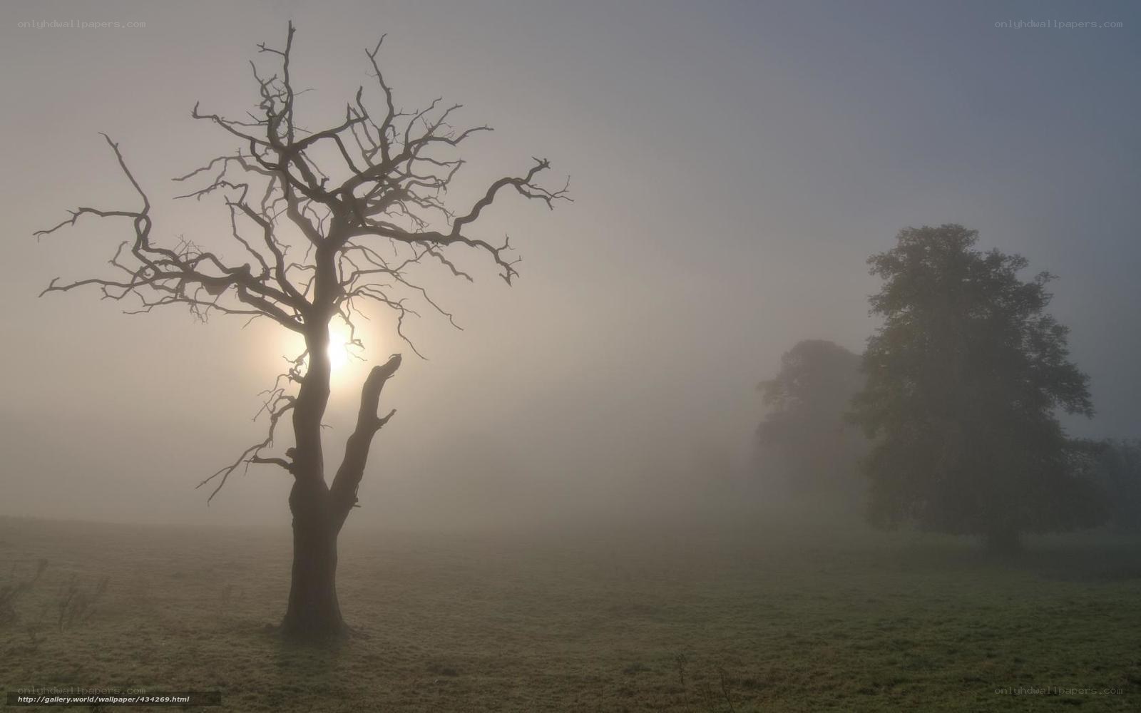 Misty morning with bare tree