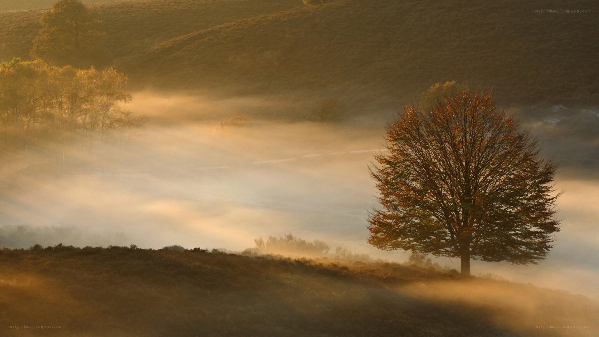 Misty morning with lone tree