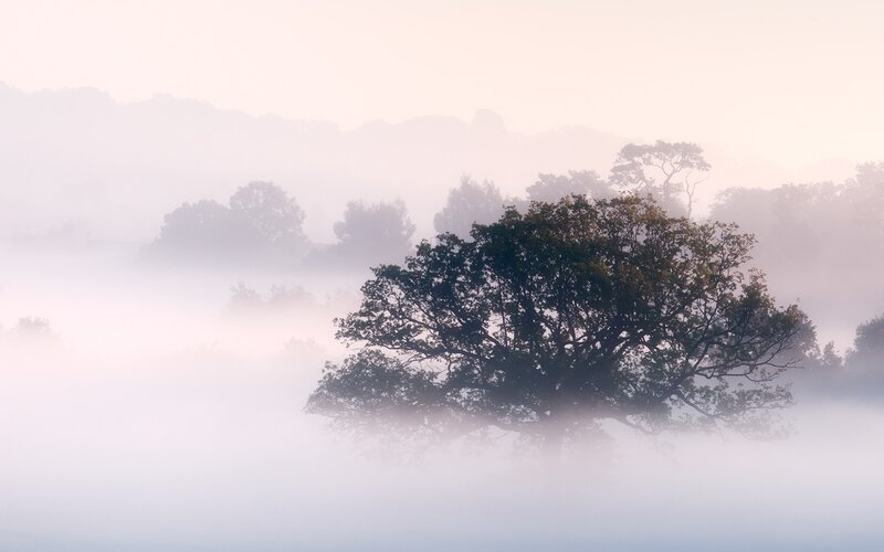 Misty morning with lone tree