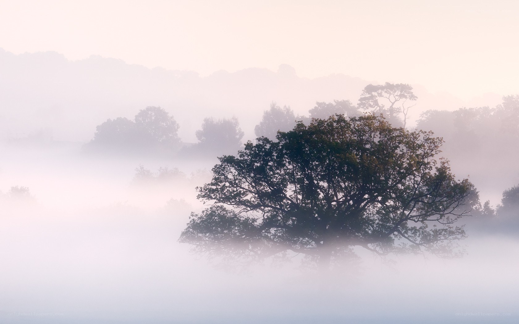 Misty morning with lone tree