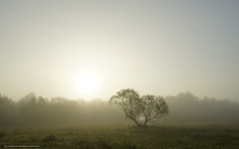 Misty morning with lone tree