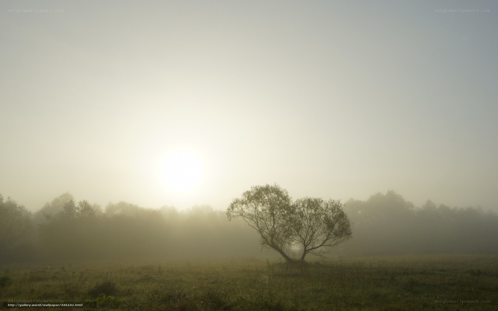 Misty morning with lone tree