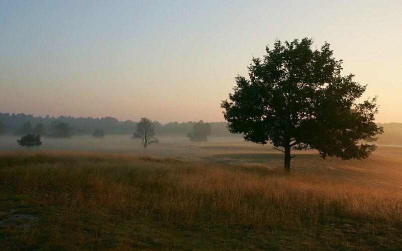 Misty morning with solitary tree