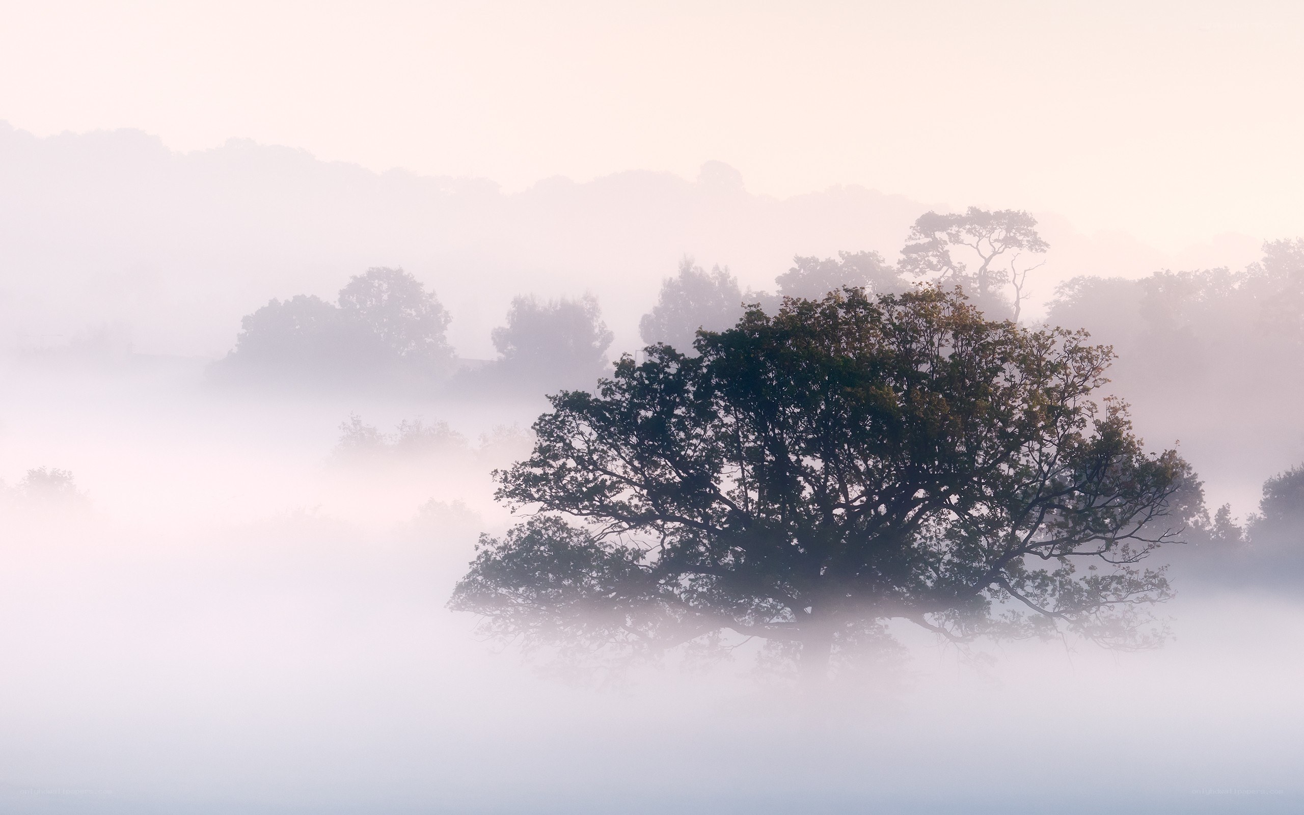 Misty morning with trees