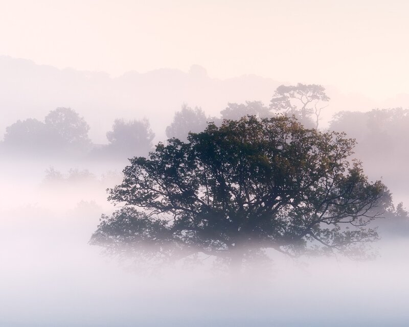 Misty morning with trees